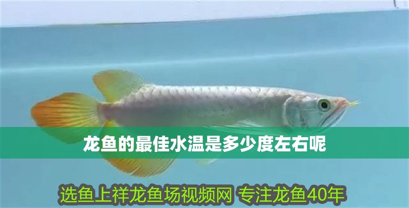 龍魚的最佳水溫是多少度左右呢