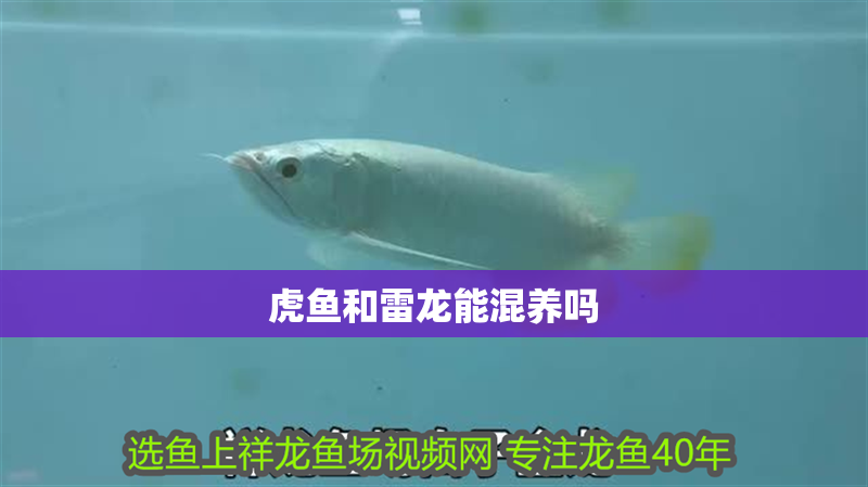 虎魚和雷龍能混養嗎