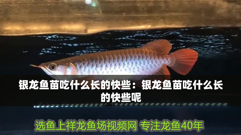 銀龍魚苗吃什么長的快些：銀龍魚苗吃什么長的快些呢