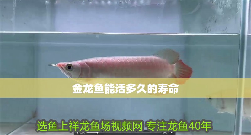 金龍魚(yú)能活多久的壽命