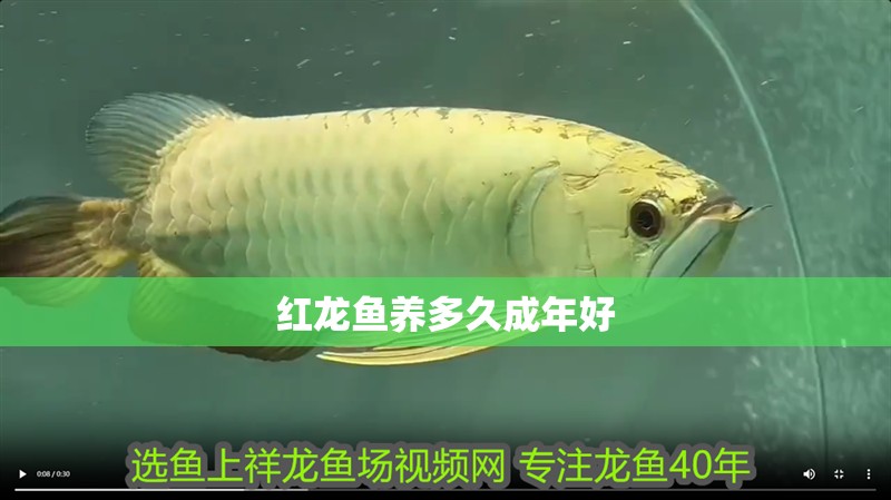 紅龍魚養多久成年好