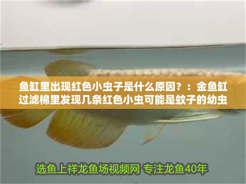 魚(yú)缸里出現(xiàn)紅色小蟲(chóng)子是什么原因？：金魚(yú)缸過(guò)濾棉里發(fā)現(xiàn)幾條紅色小蟲(chóng)可能是蚊子的幼蟲(chóng)蟲(chóng)