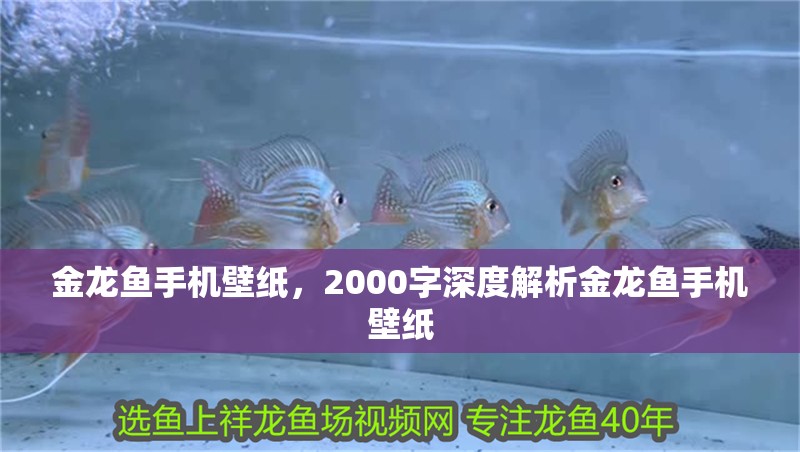 金龍魚手機(jī)壁紙，2000字深度解析金龍魚手機(jī)壁紙