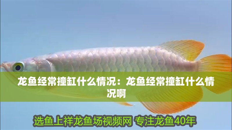 龍魚經常撞缸什么情況：龍魚經常撞缸什么情況啊
