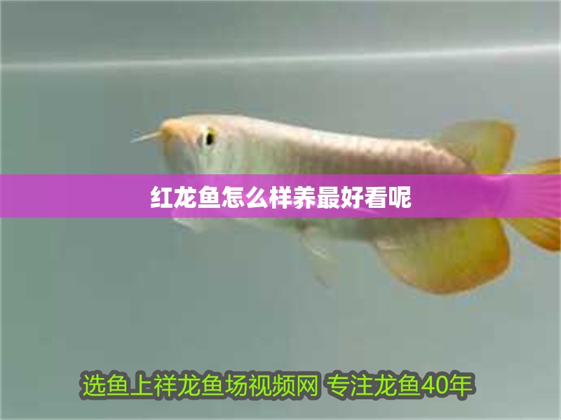 紅龍魚怎么樣養最好看呢