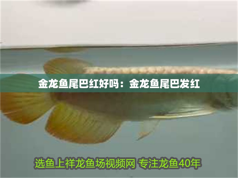 金龍魚尾巴紅好嗎：金龍魚尾巴發(fā)紅