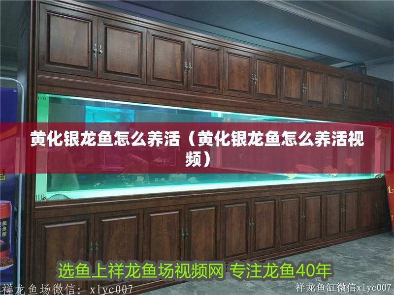 黃化銀龍魚怎么養(yǎng)活（黃化銀龍魚怎么養(yǎng)活視頻）