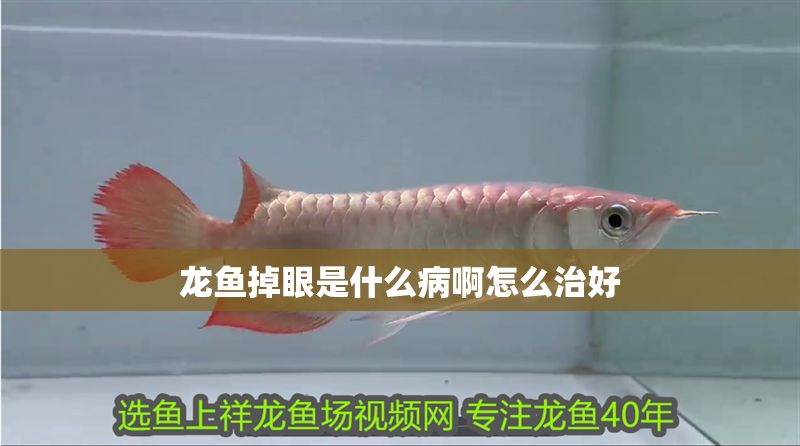 龍魚掉眼是什么病啊怎么治好
