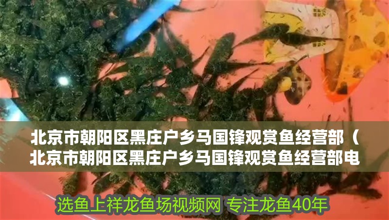 北京市朝陽區黑莊戶鄉馬國鋒觀賞魚經營部（北京市朝陽區黑莊戶鄉馬國鋒觀賞魚經營部電話）