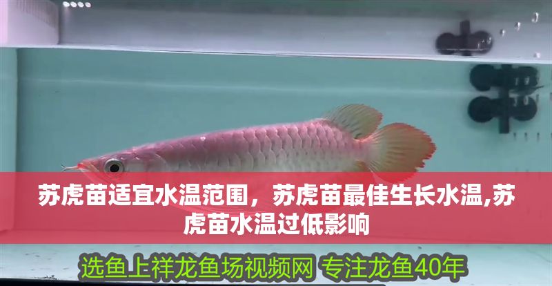 蘇虎苗適宜水溫范圍，蘇虎苗最佳生長水溫,蘇虎苗水溫過低影響
