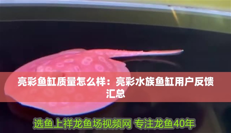 亮彩魚缸質量怎么樣：亮彩水族魚缸用戶反饋匯總