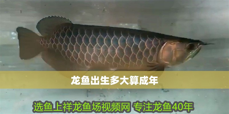 龍魚出生多大算成年
