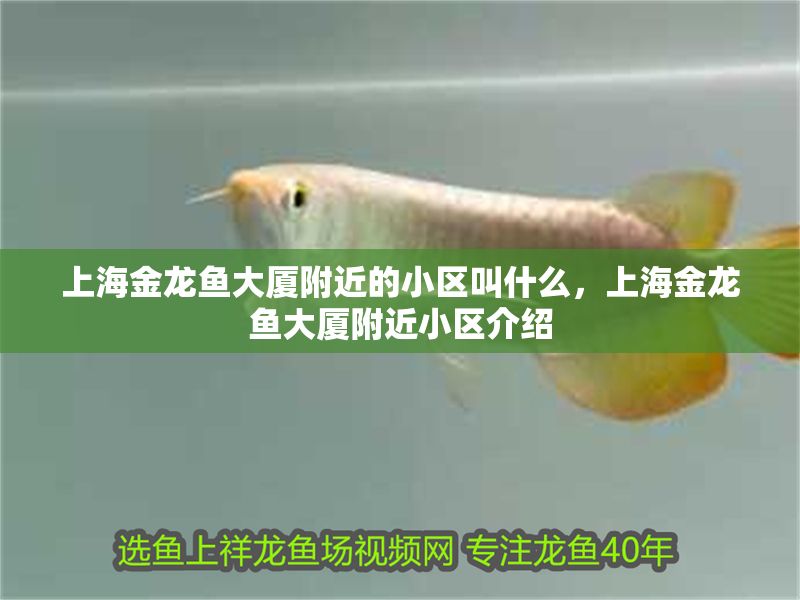 上海金龍魚大廈附近的小區叫什么，上海金龍魚大廈附近小區介紹
