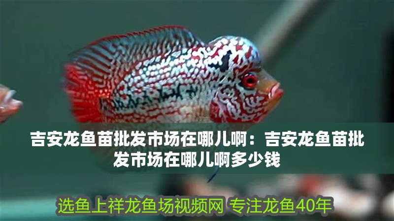吉安龍魚苗批發市場在哪兒啊：吉安龍魚苗批發市場在哪兒啊多少錢