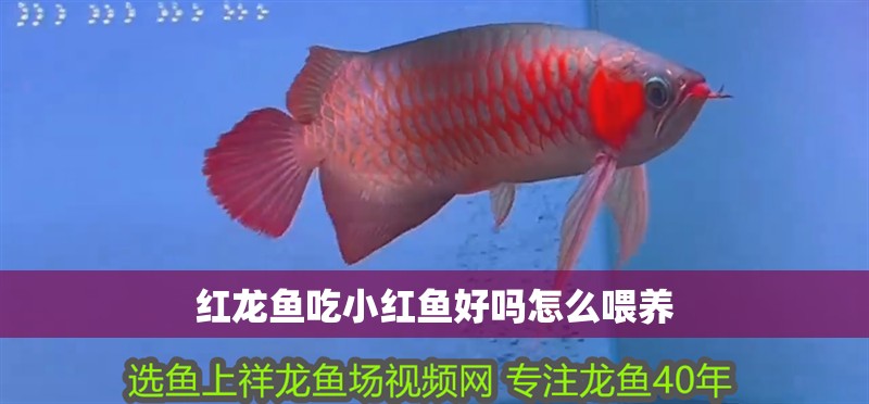 紅龍魚吃小紅魚好嗎怎么喂養(yǎng)
