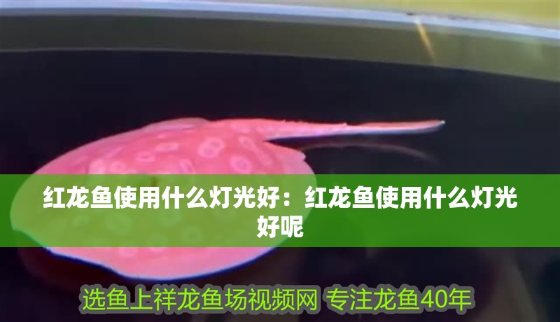 紅龍魚使用什么燈光好：紅龍魚使用什么燈光好呢