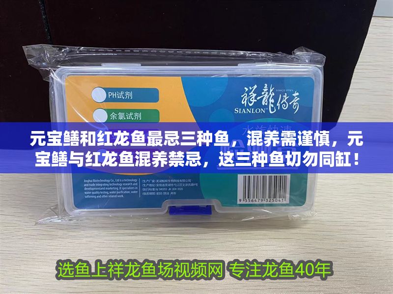 元寶鱔和紅龍魚最忌三種魚，混養需謹慎，元寶鱔與紅龍魚混養禁忌，這三種魚切勿同缸！ 元寶鱔和紅龍魚最忌三種魚，混養需謹慎，元寶鱔與紅龍魚混養禁忌，這三種魚切勿同缸！ 龍魚百科 第1張