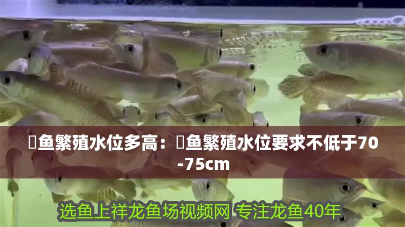 魟魚繁殖水位多高：魟魚繁殖水位要求不低于70-75cm