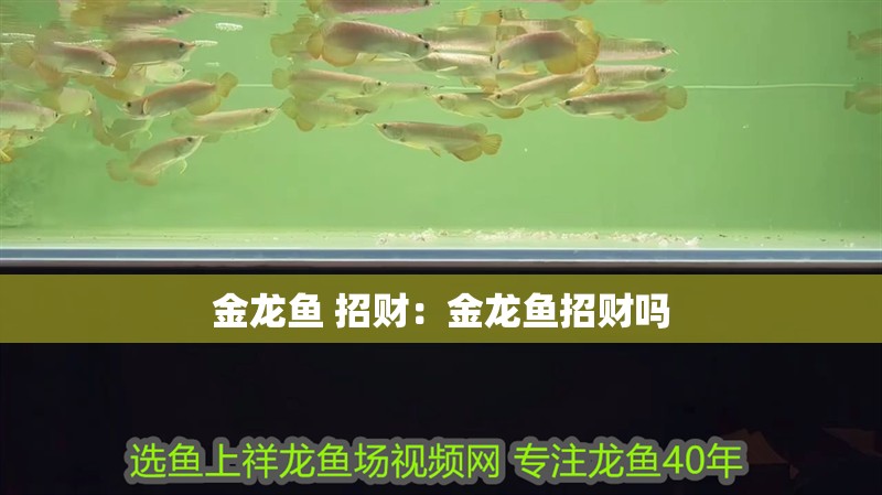 金龍魚 招財：金龍魚招財嗎