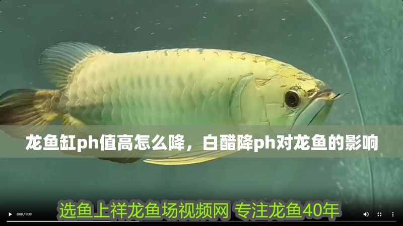 龍魚缸ph值高怎么降，白醋降ph對龍魚的影響