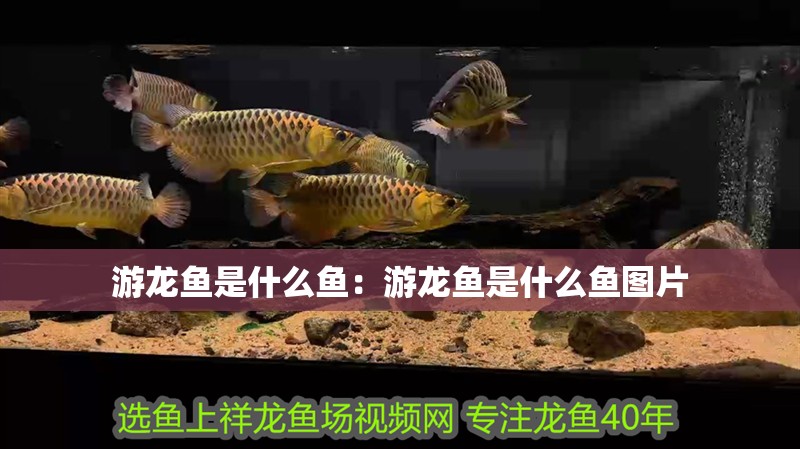 游龍魚是什么魚：游龍魚是什么魚圖片