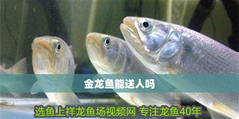 金龍魚能送人嗎