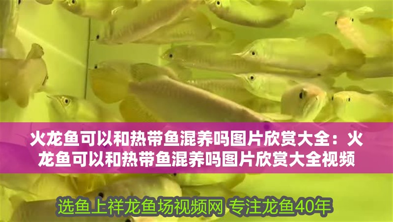 火龍魚可以和熱帶魚混養嗎圖片欣賞大全：火龍魚可以和熱帶魚混養嗎圖片欣賞大全視頻