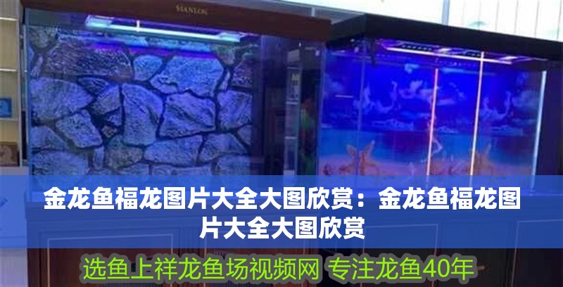 金龍魚福龍圖片大全大圖欣賞：金龍魚福龍圖片大全大圖欣賞