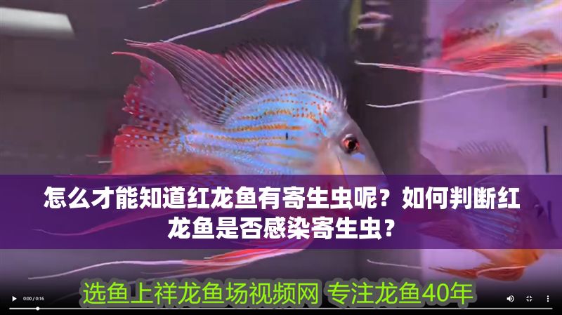 怎么才能知道紅龍魚有寄生蟲呢？如何判斷紅龍魚是否感染寄生蟲？ 怎么才能知道紅龍魚有寄生蟲呢？如何判斷紅龍魚是否感染寄生蟲？ 龍魚常見疾病 第1張