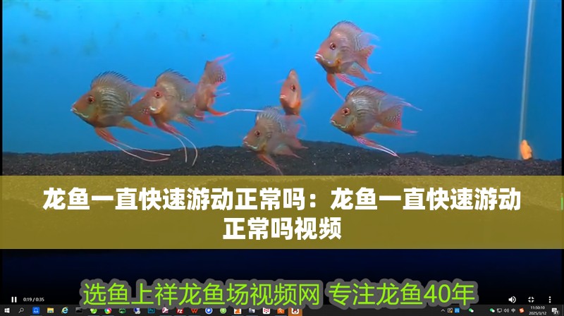 龍魚一直快速游動正常嗎：龍魚一直快速游動正常嗎視頻