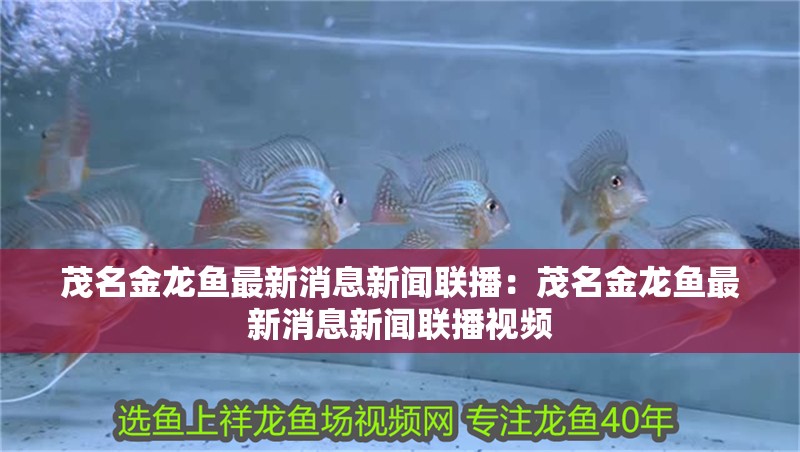 茂名金龍魚最新消息新聞聯(lián)播：茂名金龍魚最新消息新聞聯(lián)播視頻
