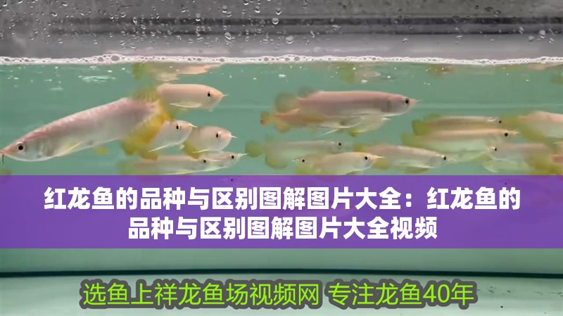 紅龍魚的品種與區別圖解圖片大全：紅龍魚的品種與區別圖解圖片大全視頻