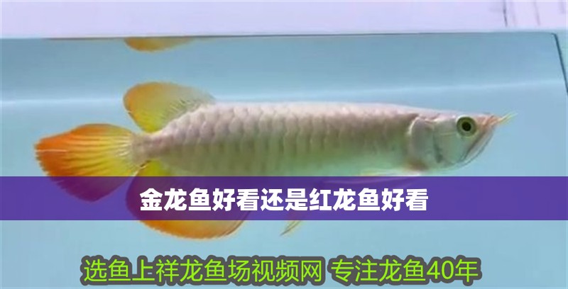 金龍魚好看還是紅龍魚好看