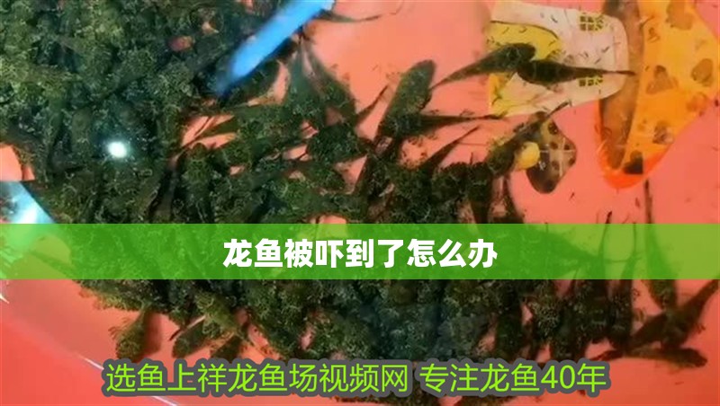 龍魚(yú)被嚇到了怎么辦