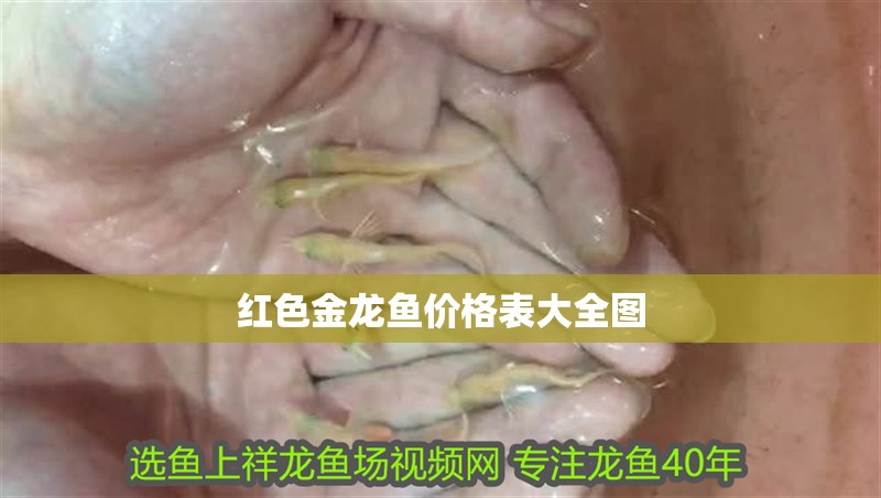 紅色金龍魚價格表大全圖