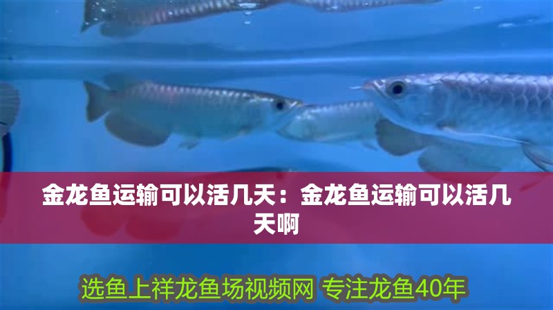 金龍魚運輸可以活幾天：金龍魚運輸可以活幾天啊