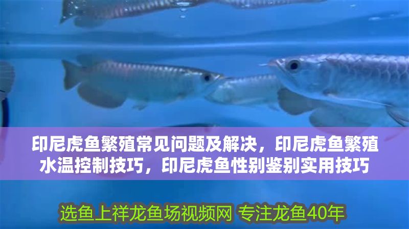 印尼虎魚繁殖常見問題及解決，印尼虎魚繁殖水溫控制技巧，印尼虎魚性別鑒別實用技巧