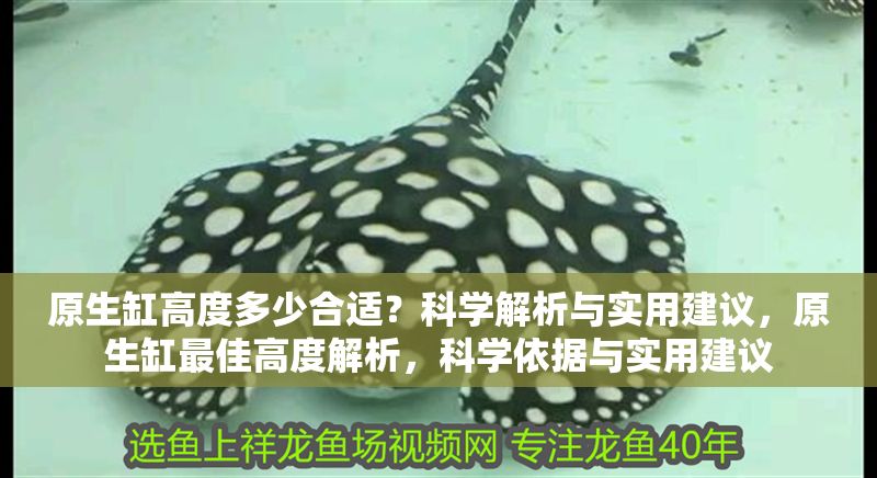 原生缸高度多少合適？科學(xué)解析與實(shí)用建議，原生缸最佳高度解析，科學(xué)依據(jù)與實(shí)用建議