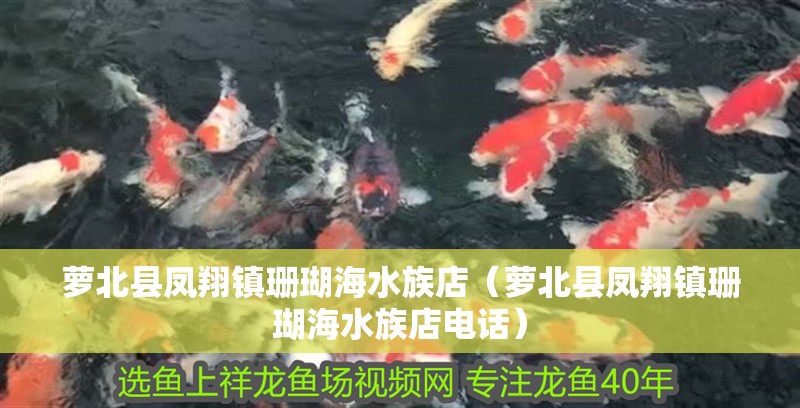 蘿北縣鳳翔鎮珊瑚海水族店（蘿北縣鳳翔鎮珊瑚海水族店電話）