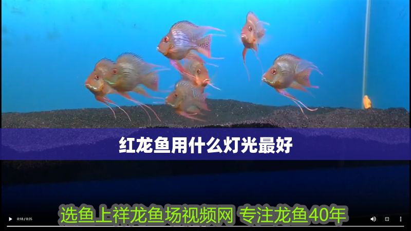 紅龍魚用什么燈光最好