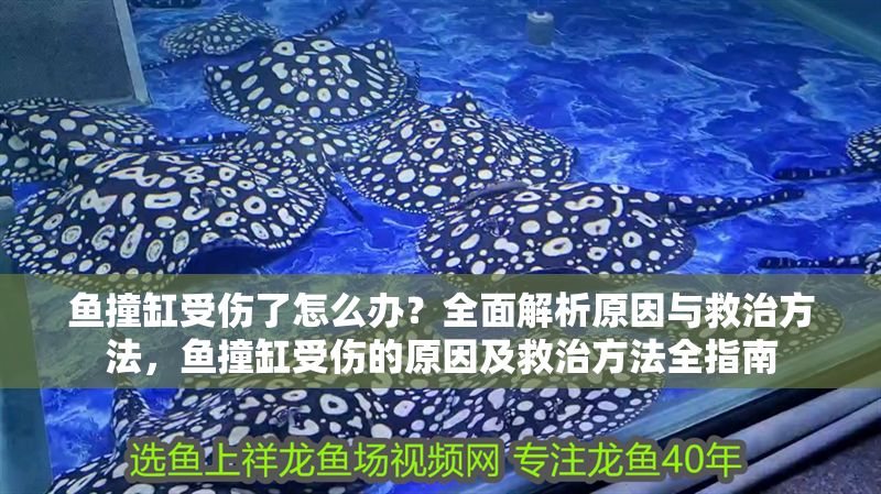 魚撞缸受傷了怎么辦？全面解析原因與救治方法，魚撞缸受傷的原因及救治方法全指南