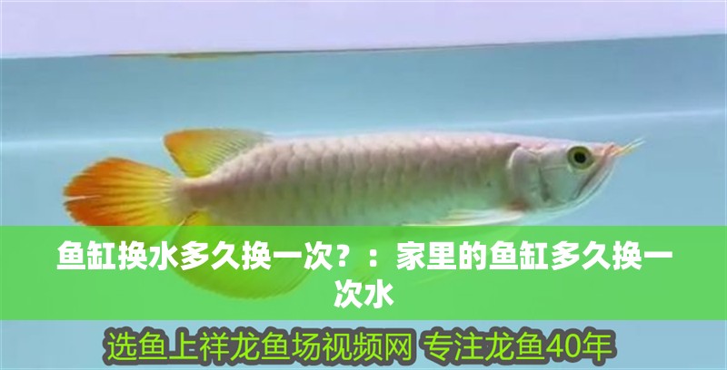 魚缸換水多久換一次？：家里的魚缸多久換一次水