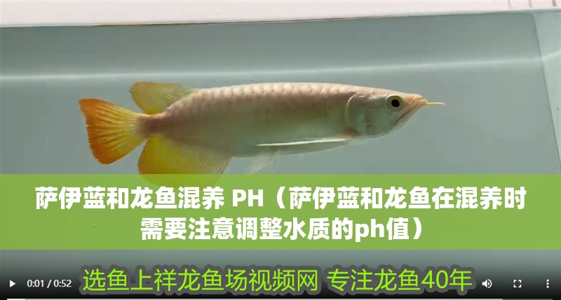 薩伊藍和龍魚混養 PH（薩伊藍和龍魚在混養時需要注意調整水質的ph值）