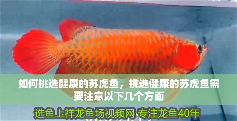 如何挑選健康的蘇虎魚(yú)，挑選健康的蘇虎魚(yú)需要注意以下幾個(gè)方面