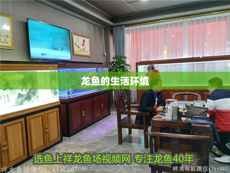 龍魚的生活環(huán)境