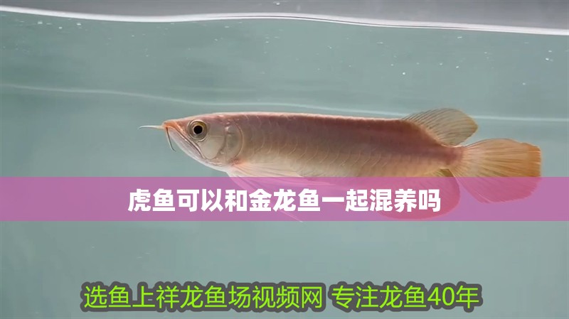 虎魚可以和金龍魚一起混養(yǎng)嗎