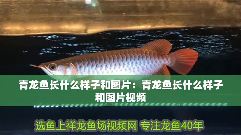 青龍魚長什么樣子和圖片：青龍魚長什么樣子和圖片視頻 青龍魚長什么樣子和圖片：青龍魚長什么樣子和圖片視頻 水族問答