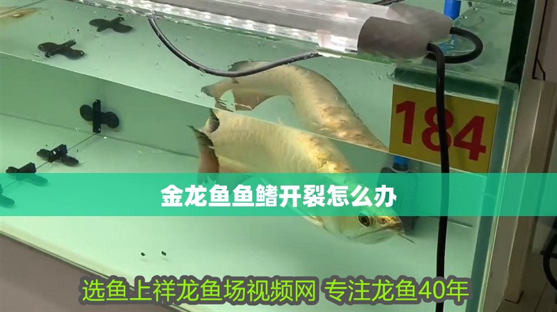 金龍魚魚鰭開裂怎么辦 金龍魚魚鰭開裂怎么辦 龍魚百科 第2張