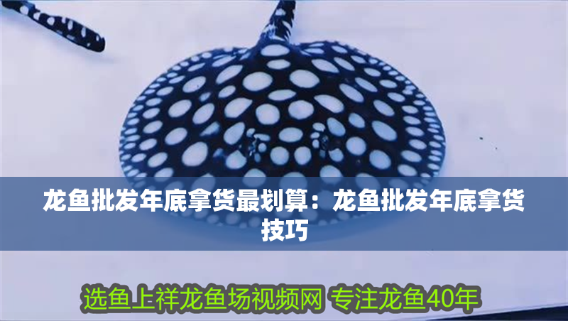 龍魚(yú)批發(fā)年底拿貨最劃算：龍魚(yú)批發(fā)年底拿貨技巧