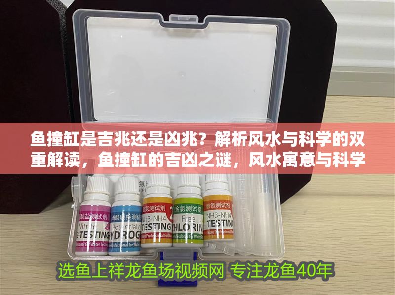 魚撞缸是吉兆還是兇兆？解析風水與科學的雙重解讀，魚撞缸的吉兇之謎，風水寓意與科學原因全解析